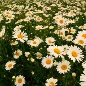 Meet your Posher, Tasha